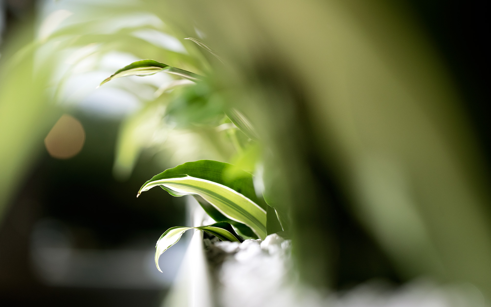 Picture of green leaves