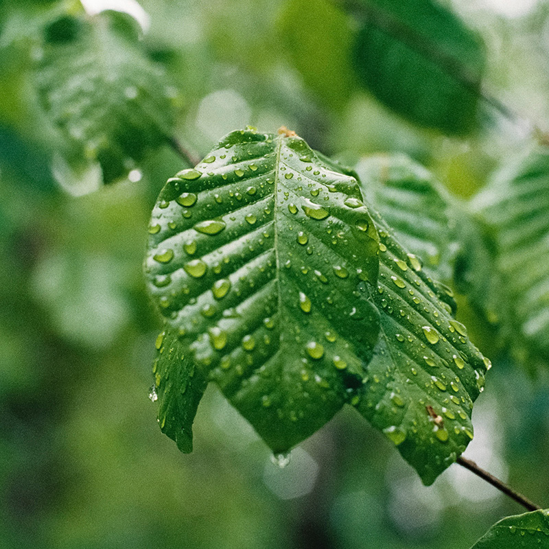 Green leaves